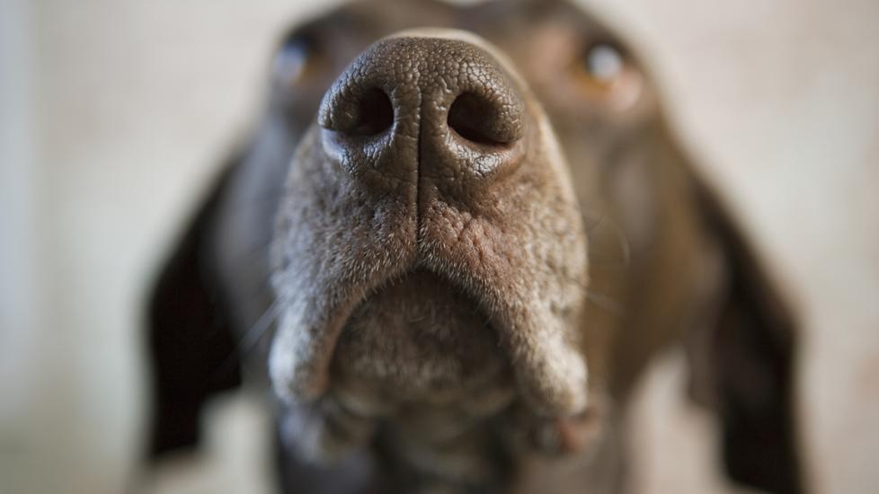 Dog losing hair around nose store and eyes